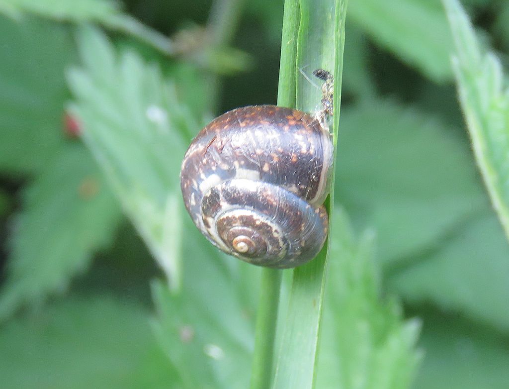 Kentish Snail 